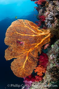 Plexauridae sea fan or gorgonian on coral reef. This gorgonian is a type of colonial alcyonacea soft coral that filters plankton from passing ocean currents, Gorgonacea, Gau Island, Lomaiviti Archipelago, Fiji