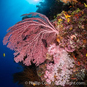 Beautiful South Pacific coral reef, with Plexauridae sea fans, schooling anthias fish and colorful dendronephthya soft corals, Fiji, Dendronephthya, Gorgonacea, Pseudanthias, Namena Marine Reserve, Namena Island