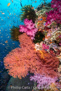 Beautiful South Pacific coral reef, with Plexauridae sea fans, schooling anthias fish and colorful dendronephthya soft corals, Fiji, Dendronephthya, Gorgonacea, Pseudanthias