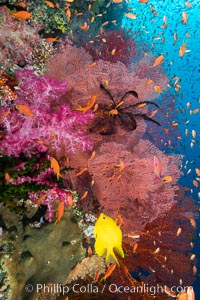 Beautiful South Pacific coral reef, with Plexauridae sea fans, schooling anthias fish and colorful dendronephthya soft corals, Fiji, Dendronephthya, Gorgonacea, Pseudanthias