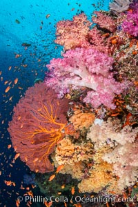 Beautiful South Pacific coral reef, with Plexauridae sea fans, schooling anthias fish and colorful dendronephthya soft corals, Fiji, Dendronephthya, Gorgonacea, Pseudanthias, Vatu I Ra Passage, Bligh Waters, Viti Levu Island