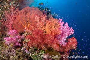 Beautiful South Pacific coral reef, with Plexauridae sea fans, schooling anthias fish and colorful dendronephthya soft corals, Fiji, Dendronephthya, Gorgonacea, Pseudanthias