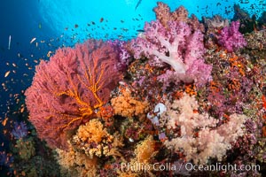 Beautiful South Pacific coral reef, with Plexauridae sea fans, schooling anthias fish and colorful dendronephthya soft corals, Fiji, Dendronephthya, Gorgonacea, Pseudanthias, Vatu I Ra Passage, Bligh Waters, Viti Levu Island