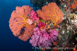 Beautiful South Pacific coral reef, with Plexauridae sea fans, schooling anthias fish and colorful dendronephthya soft corals, Fiji, Dendronephthya, Gorgonacea, Pseudanthias, Vatu I Ra Passage, Bligh Waters, Viti Levu Island