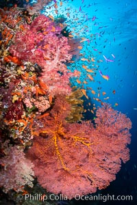 Beautiful South Pacific coral reef, with Plexauridae sea fans, schooling anthias fish and colorful dendronephthya soft corals, Fiji, Dendronephthya, Gorgonacea, Pseudanthias, Vatu I Ra Passage, Bligh Waters, Viti Levu Island