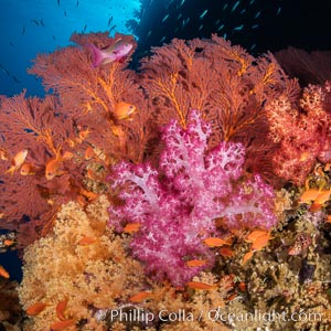 Beautiful South Pacific coral reef, with Plexauridae sea fans, schooling anthias fish and colorful dendronephthya soft corals, Fiji, Dendronephthya, Gorgonacea, Pseudanthias