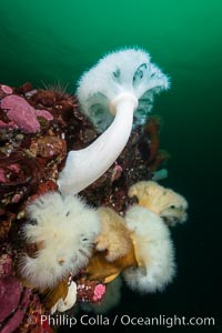 Plumose Anemone, Metridium farcimen, Hornby Island, British Columbia, Metridium farcimen