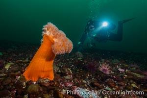 Plumose Anemone, Metridium farcimen, Hornby Island, British Columbia, Metridium farcimen