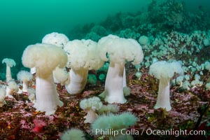 Giant Plumose Anemones cover underwater reef, Browning Pass, northern Vancouver Island, Canada, Metridium farcimen