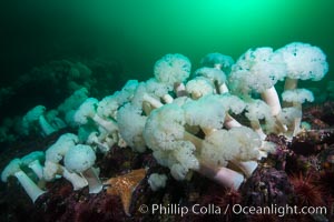 Giant Plumose Anemones cover underwater reef, Browning Pass, northern Vancouver Island, Canada, Metridium farcimen