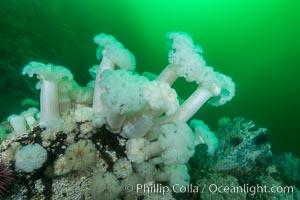 Giant Plumose Anemones cover underwater reef, Browning Pass, northern Vancouver Island, Canada, Metridium farcimen