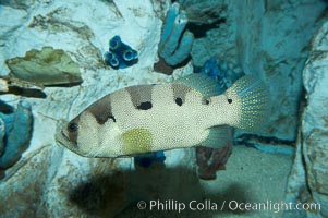 Spotted soapfish, Pogonoperca punctata