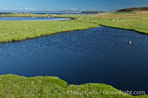 Ponds and grasses, in the interior of Carcass Island near Dyke Bay