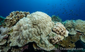 Plates of Porites arnaudi coral, Clipperton Island, Porites arnaudi