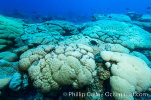 Coral reef expanse composed primarily of porites lobata, Clipperton Island, near eastern Pacific, Porites lobata