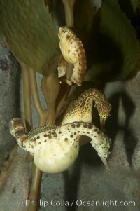 Pot-bellied seahorse, male, carrying eggs.  The developing embryos are nourished by individual yolk sacs, and oxygen is supplied through a placenta-like attachment to the male.  Two to six weeks after fertilization, the male gives birth.  The babies must then fend for themselves, and few survive to adulthood, Hippocampus abdominalis