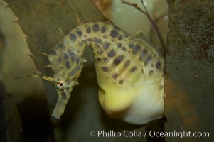 Pot-bellied seahorse, male, carrying eggs.  The developing embryos are nourished by individual yolk sacs, and oxygen is supplied through a placenta-like attachment to the male.  Two to six weeks after fertilization, the male gives birth.  The babies must then fend for themselves, and few survive to adulthood, Hippocampus abdominalis