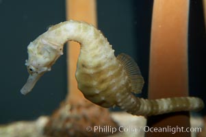 Pot-bellied seahorse, male, carrying eggs.  The developing embryos are nourished by individual yolk sacs, and oxygen is supplied through a placenta-like attachment to the male.  Two to six weeks after fertilization, the male gives birth.  The babies must then fend for themselves, and few survive to adulthood, Hippocampus abdominalis