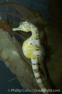 Pot-bellied seahorse, male, carrying eggs.  The developing embryos are nourished by individual yolk sacs, and oxygen is supplied through a placenta-like attachment to the male.  Two to six weeks after fertilization, the male gives birth.  The babies must then fend for themselves, and few survive to adulthood, Hippocampus abdominalis