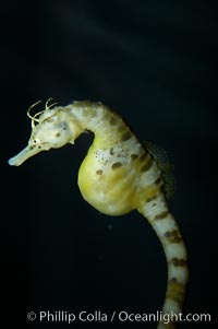 Pot-bellied seahorse, male, carrying eggs.  The developing embryos are nourished by individual yolk sacs, and oxygen is supplied through a placenta-like attachment to the male.  Two to six weeks after fertilization, the male gives birth.  The babies must then fend for themselves, and few survive to adulthood, Hippocampus abdominalis