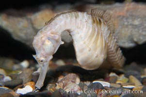 Pot-bellied seahorse, male, carrying eggs.  The developing embryos are nourished by individual yolk sacs, and oxygen is supplied through a placenta-like attachment to the male.  Two to six weeks after fertilization, the male gives birth.  The babies must then fend for themselves, and few survive to adulthood, Hippocampus abdominalis