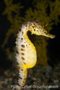 Pot-bellied seahorse, male, carrying eggs.  The developing embryos are nourished by individual yolk sacs, and oxygen is supplied through a placenta-like attachment to the male.  Two to six weeks after fertilization, the male gives birth.  The babies must then fend for themselves, and few survive to adulthood, Hippocampus abdominalis