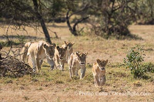 Pride of lions traveling, older lioness leading younger lions, Mara North Conservancy, Kenya, Panthera leo