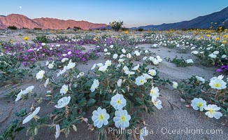 Dune evening primrose (white) and sand verbena (purple) mix in beautiful wildflower bouquets during the spring bloom in Anza-Borrego Desert State Park, Abronia villosa, Oenothera deltoides, Borrego Springs, California