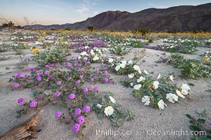 Dune evening primrose (white) and sand verbena (purple) mix in beautiful wildflower bouquets during the spring bloom in Anza-Borrego Desert State Park, Abronia villosa, Oenothera deltoides, Borrego Springs, California