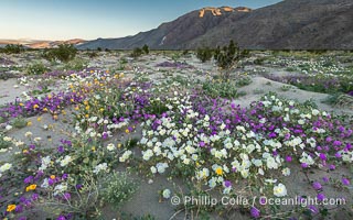 Spring Wildflowers Bloom in an Colorful Bouquet in Anza Borrego Desert State Park. Dune evening primrose (white) is mixed with sand verbena (purple) and Desert Sunflower (yellow) near Henderson Canyon Road, Spring 2024. Just before sunrise with flowers in shade, Oenothera deltoides, Geraea canescens, Anza-Borrego Desert State Park, Borrego Springs, California