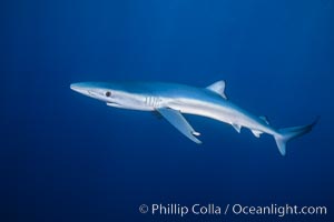 Blue shark underwater in the open ocean, Prionace glauca, San Diego, California