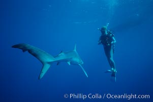 Blue shark, Prionace glauca, San Diego, California