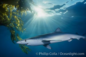 Blue shark and offshore drift kelp paddy, open ocean, Macrocystis pyrifera, Prionace glauca, San Diego, California