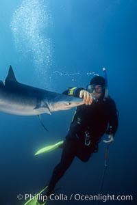 Blue shark and shark wrangler, San Diego, Prionace glauca