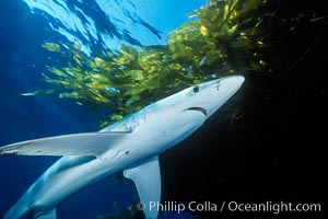 Blue shark and offshore drift kelp paddy, open ocean, Macrocystis pyrifera, Prionace glauca, San Diego, California