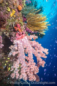 Pristine South Pacific tropical coral reef, with vibrant colorful dendronephthya soft corals, crinoids and schooling Anthias fishes, pulsing with life in a strong current. Fiji is known as the soft coral capitlal of the world, Crinoidea, Dendronephthya, Pseudanthias, Namena Marine Reserve, Namena Island