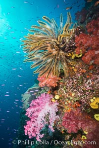 Pristine South Pacific tropical coral reef, with vibrant colorful dendronephthya soft corals, crinoids and schooling Anthias fishes, pulsing with life in a strong current over a pristine coral reef. Fiji is known as the soft coral capitlal of the world, Crinoidea, Dendronephthya, Pseudanthias, Namena Marine Reserve, Namena Island