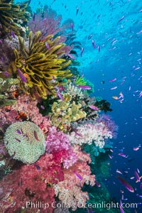 Pristine South Pacific tropical coral reef, with vibrant colorful dendronephthya soft corals, crinoids and schooling Anthias fishes, pulsing with life in a strong current over a pristine coral reef. Fiji is known as the soft coral capitlal of the world, Crinoidea, Dendronephthya, Pseudanthias, Namena Marine Reserve, Namena Island