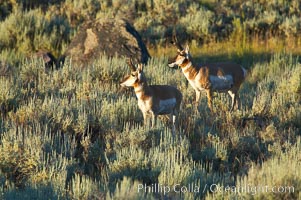 Pronghorn antelope, Lamar Valley.  The Pronghorn is the fastest North American land animal, capable of reaching speeds of up to 60 miles per hour. The pronghorns speed is its main defense against predators, Antilocapra americana, Yellowstone National Park, Wyoming