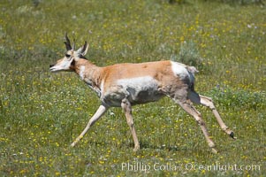 Pronghorn antelope, Lamar Valley.  The Pronghorn is the fastest North American land animal, capable of reaching speeds of up to 60 miles per hour. The pronghorns speed is its main defense against predators, Antilocapra americana, Yellowstone National Park, Wyoming