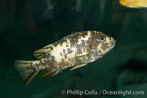 Piebald zebra mbuna, Pseudotropheus zebra