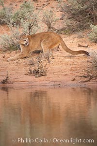 Mountain lion, Puma concolor