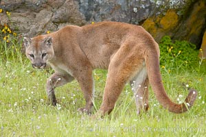 40+ Mountain Lion Los Angeles Stock Photos, Pictures & Royalty