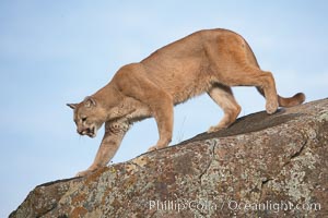 Mountain lion, Sierra Nevada foothills, Mariposa, California, Puma concolor