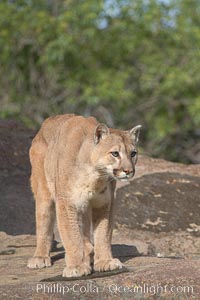 Mountain lion, Sierra Nevada foothills, Mariposa, California, Puma concolor