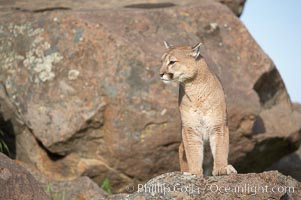 Mountain lion, Sierra Nevada foothills, Mariposa, California, Puma concolor