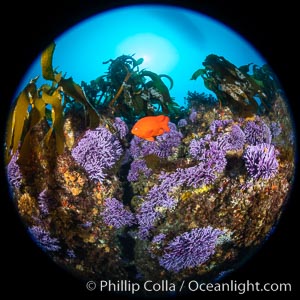 California reef covered with purple hydrocoral (Stylaster californicus, Allopora californica) and palm kelp, with orange garibaldi fish whizzing by, Catalina Island, Allopora californica, Stylaster californicus