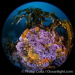 California reef covered with purple hydrocoral (Stylaster californicus, Allopora californica), Allopora californica, Stylaster californicus, Catalina Island