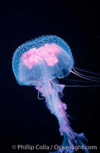 Purple jellyfish, open ocean, Pelagia noctiluca, Guadalupe Island (Isla Guadalupe)