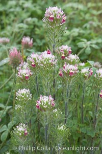 Purple owls clover blooms in spring, Castillejo exserta, San Elijo Lagoon, Encinitas, California